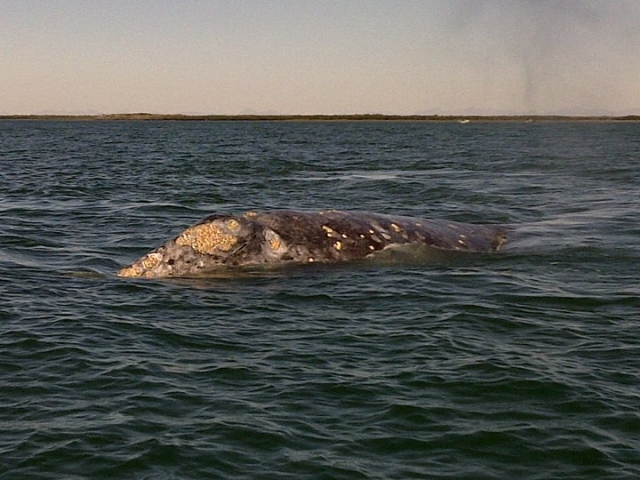  与鲸鱼见面之旅 